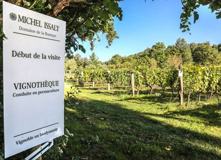 Visite dans la vignothèque.