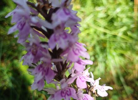 Orchidée au cirque de Gavarnie