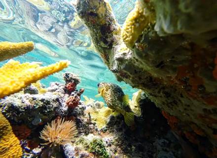 fonds-marins-baie-des-saintes