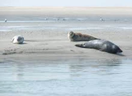 Phoques Berck sur mer / Locations de velos electriques