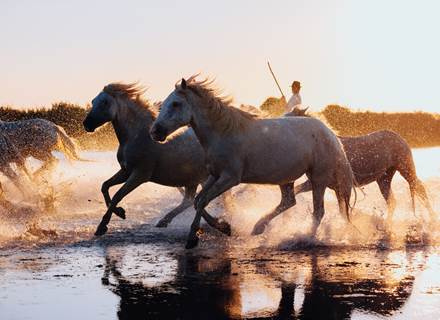 Chevaux de Camargue au galop dans l’eau - Tradition et nature sauvage