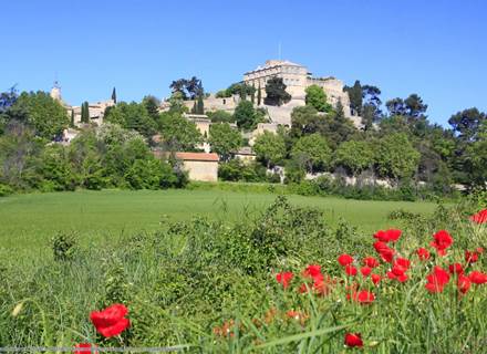 Champs de coquelicot (1)