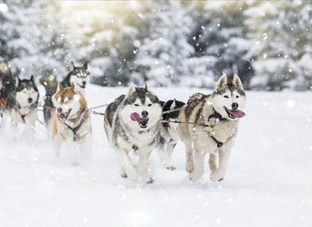Chiens de traineau  YOUCAMP