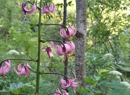 lys martagon gavarnie