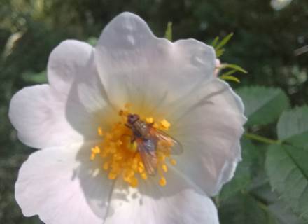 Fleur et insecte a Gavarnie
