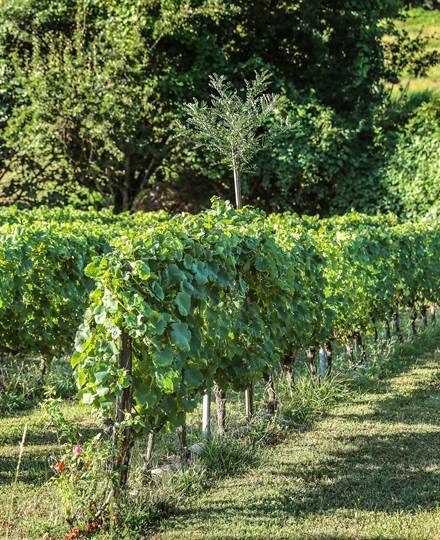 vignes conduites en biodynamie et agroécologie;