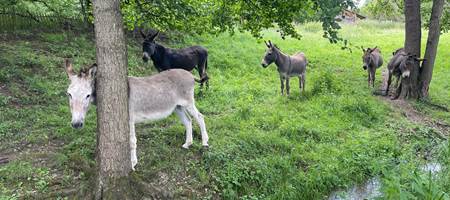 -news