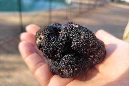 truffe.jpg