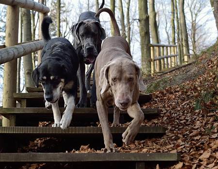 three-dogs-2975649_1280