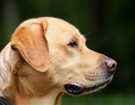 chien