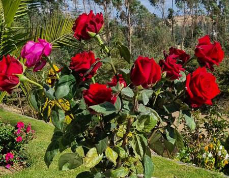 Ramo de 12 Rosas