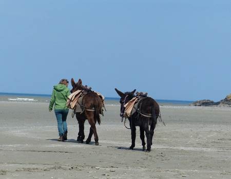 plage-vers-beliard-ânes