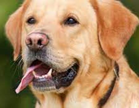 chien