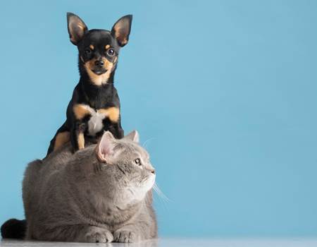 beau-portrait-animal-familier-petit-chien-chat_23-2149218509