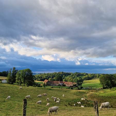 Extérieur_ Devant la maison vaches-gallery