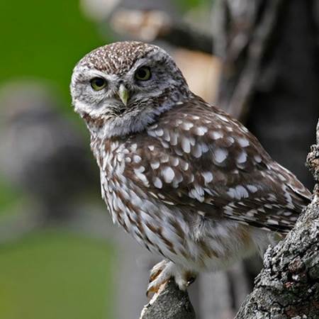 Chevêche d'Athéna-img-gallery-solo