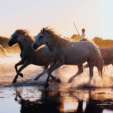 Chevaux de Camargue au galop dans l’eau - Tradition et nature sauvage-photo-gallery