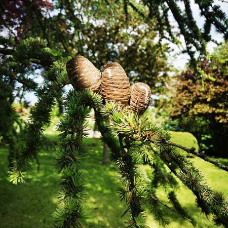 Le cèdre magnifique du jardin-gallery-offer