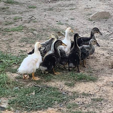 canards et cie-gallery-offer