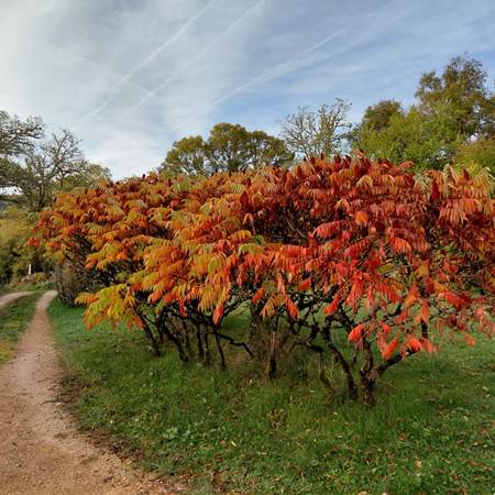 Couleurs automnales-gallery-offer