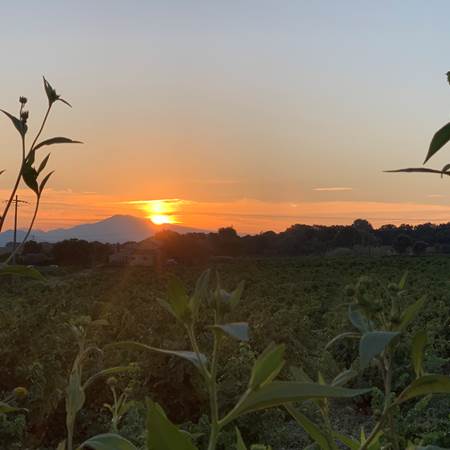 Lever de soleil vu du gîte sur les vignes et le Mont Ventoux-gallery-offer