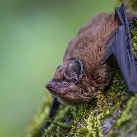 Chauve-souris pipistrelle-gallery-offer