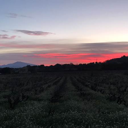 Lever du soleil vu du gîte sur les vignes et le Mont Ventoux-gallery-offer