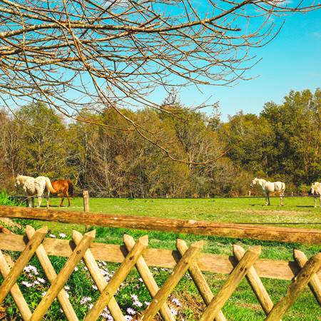 Côté Sud : Jardin clôturé avec vue sur les chevaux-gallery-offer