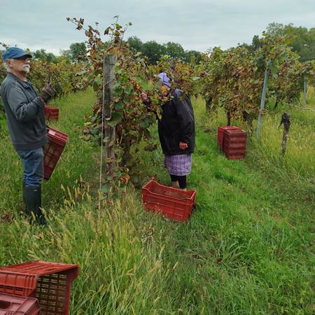 vendange manuel Maison Darbeau-gallery-offer