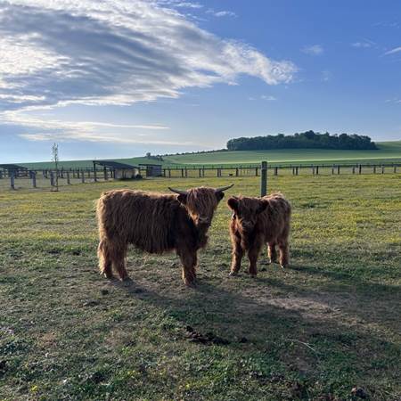 Vaches Highland-gallery-offer