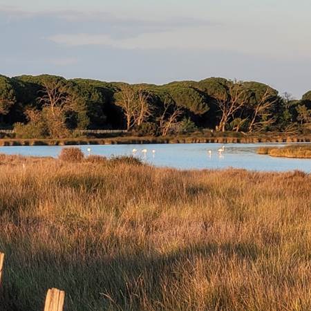 E´tang camarguais avec flamants roses - Observation de la faune sauvage (1)-photo-gallery