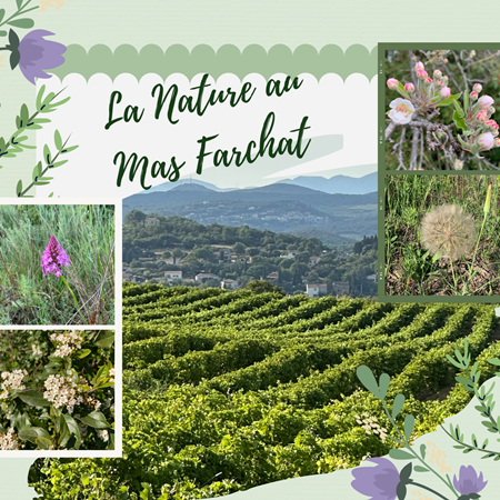 La Nature au Mas Farchat-img-gallery-solo