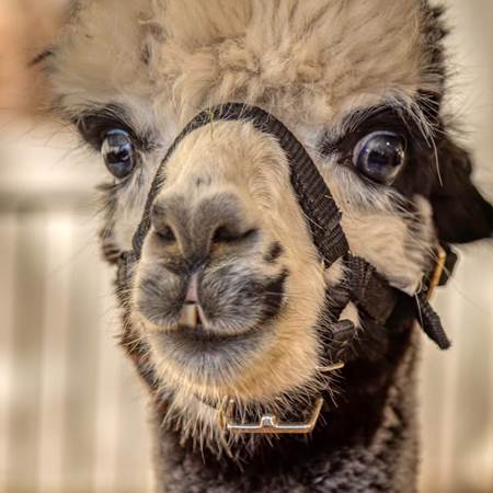 IMG_1040-img-gallery-solo