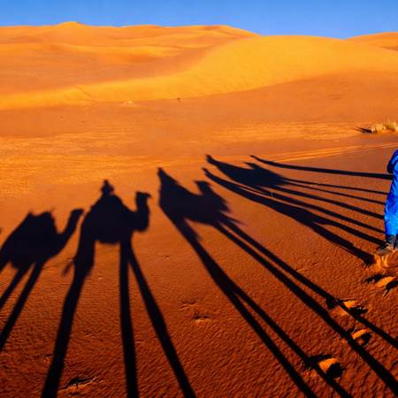Ombre des dromadaires dans les dunes-gallery
