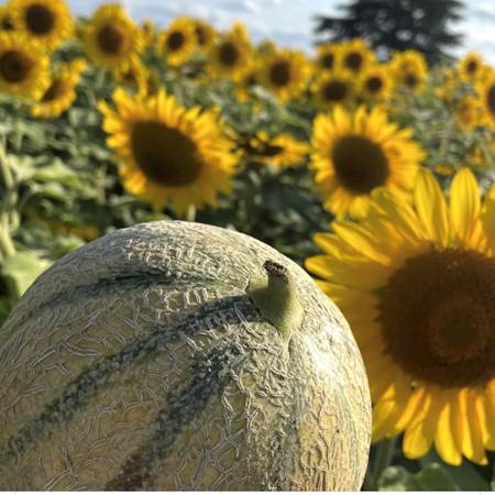 Du melon avec un petit Floc-gallery-offer