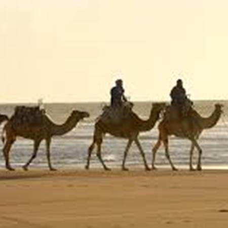 ballades cheval et chameaux-gallery-offer