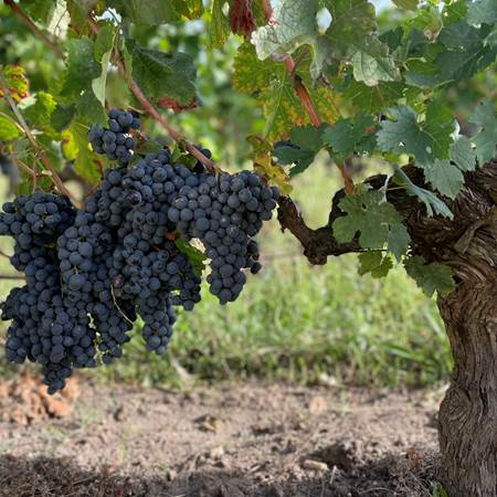 photos raisins2023-photo-gallery