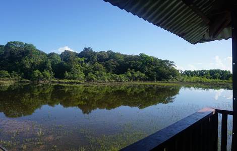 La Mangrove