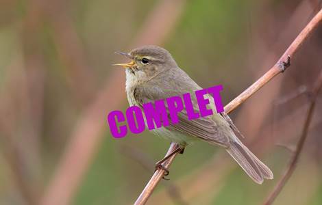 01.05.2026 - Aube des oiseaux ©Gauthier DE GEEST - Copie