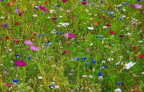 fleurs des champs