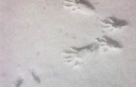 Empreintes d'écureuil dans la neige