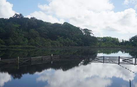 La Mangrove