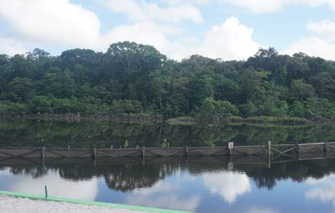 La Mangrove