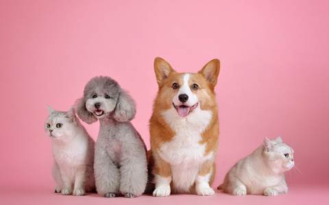 pets-3715733_1920