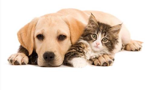 Chiens Chat