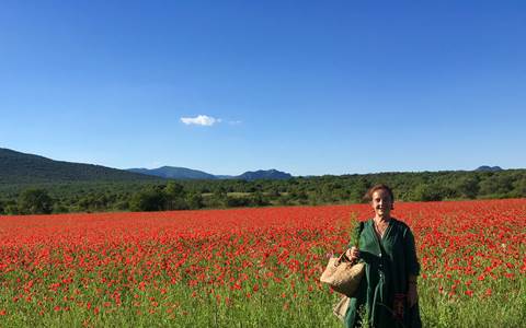 coquelicots et bientôt millepertuis