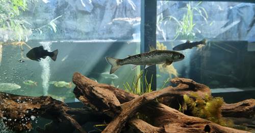 aquarium-poisson-wallonie