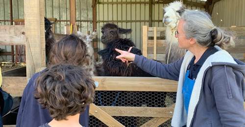 Visite immersive avec les lamas et alpagas