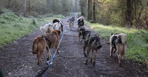 Baptême en Cani-Kart