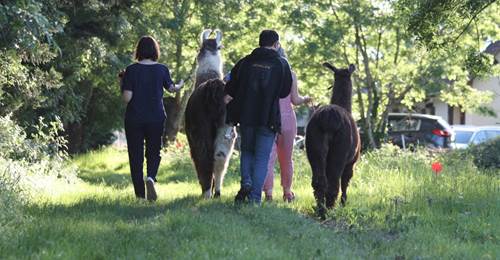 Balade en famille avec des lamas